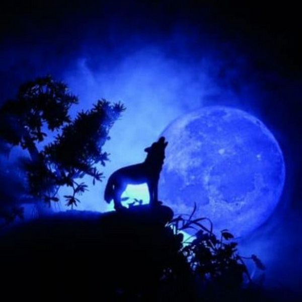 La nuit du loup