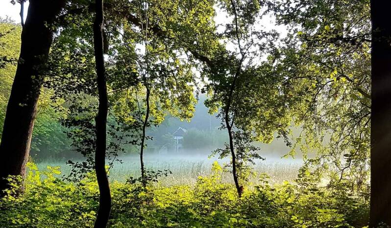 Ochtendmist door bomen en veld Natuurgebied Zuilen