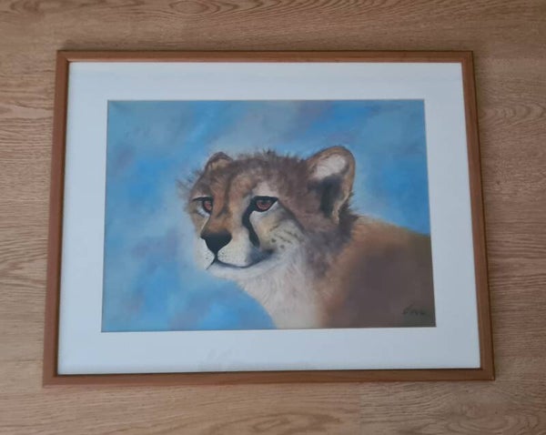 Cheetah bij daglicht