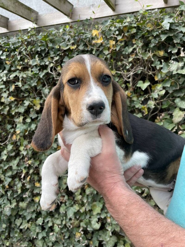 Beagle reu  € 650 chipnr. (laatste vier cijfers)