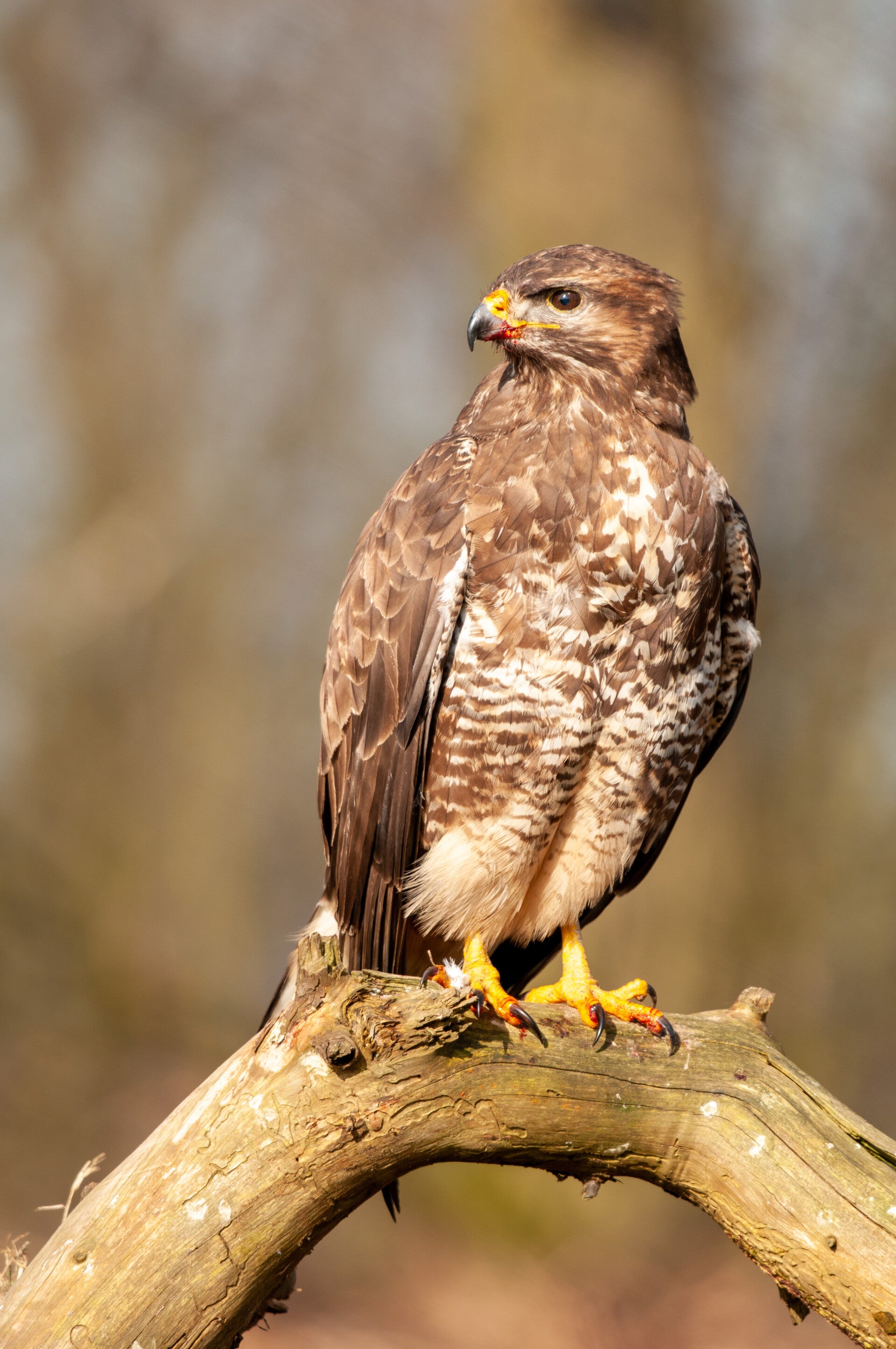 buizerd