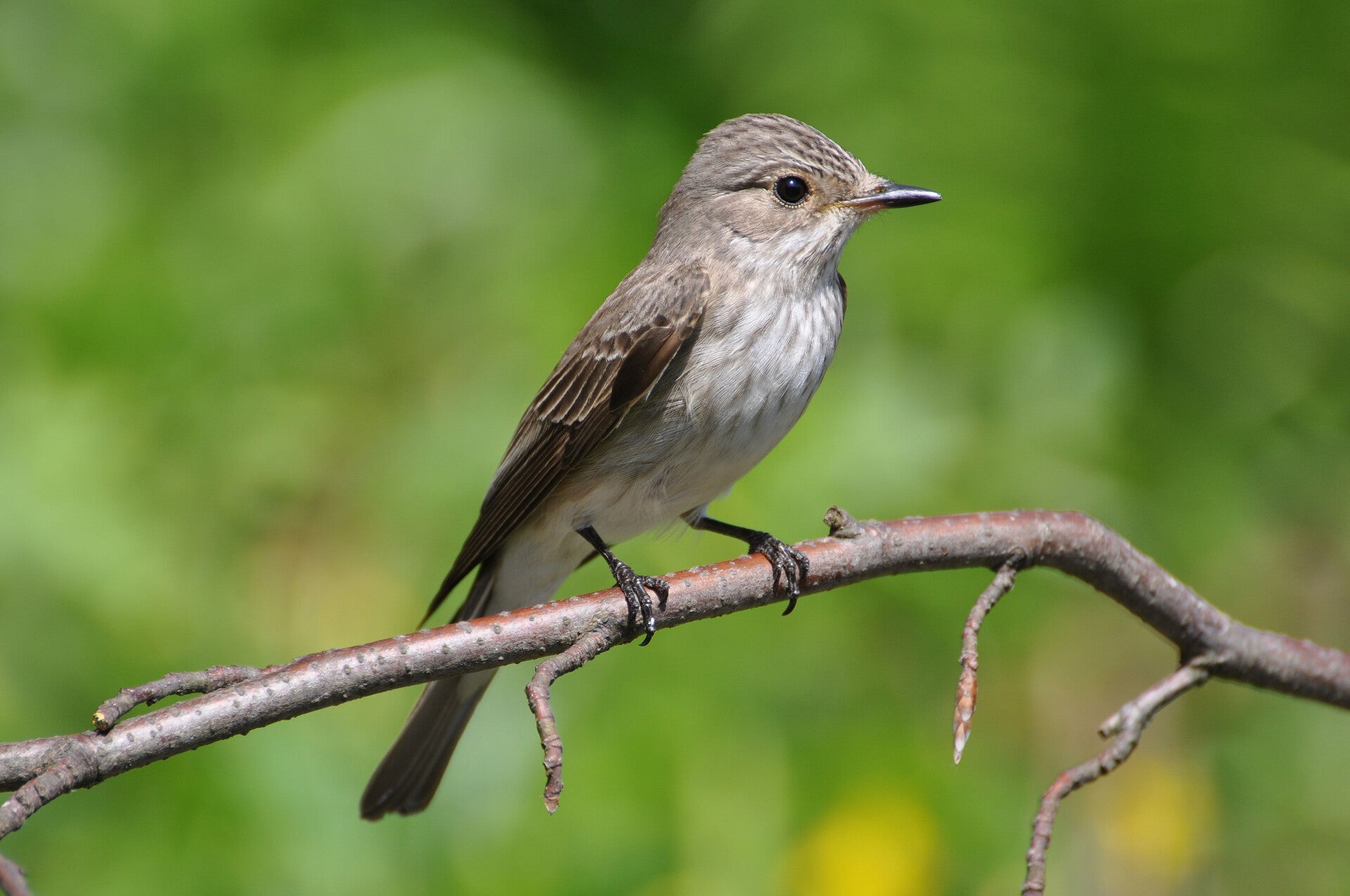grauwe vliegenvanger