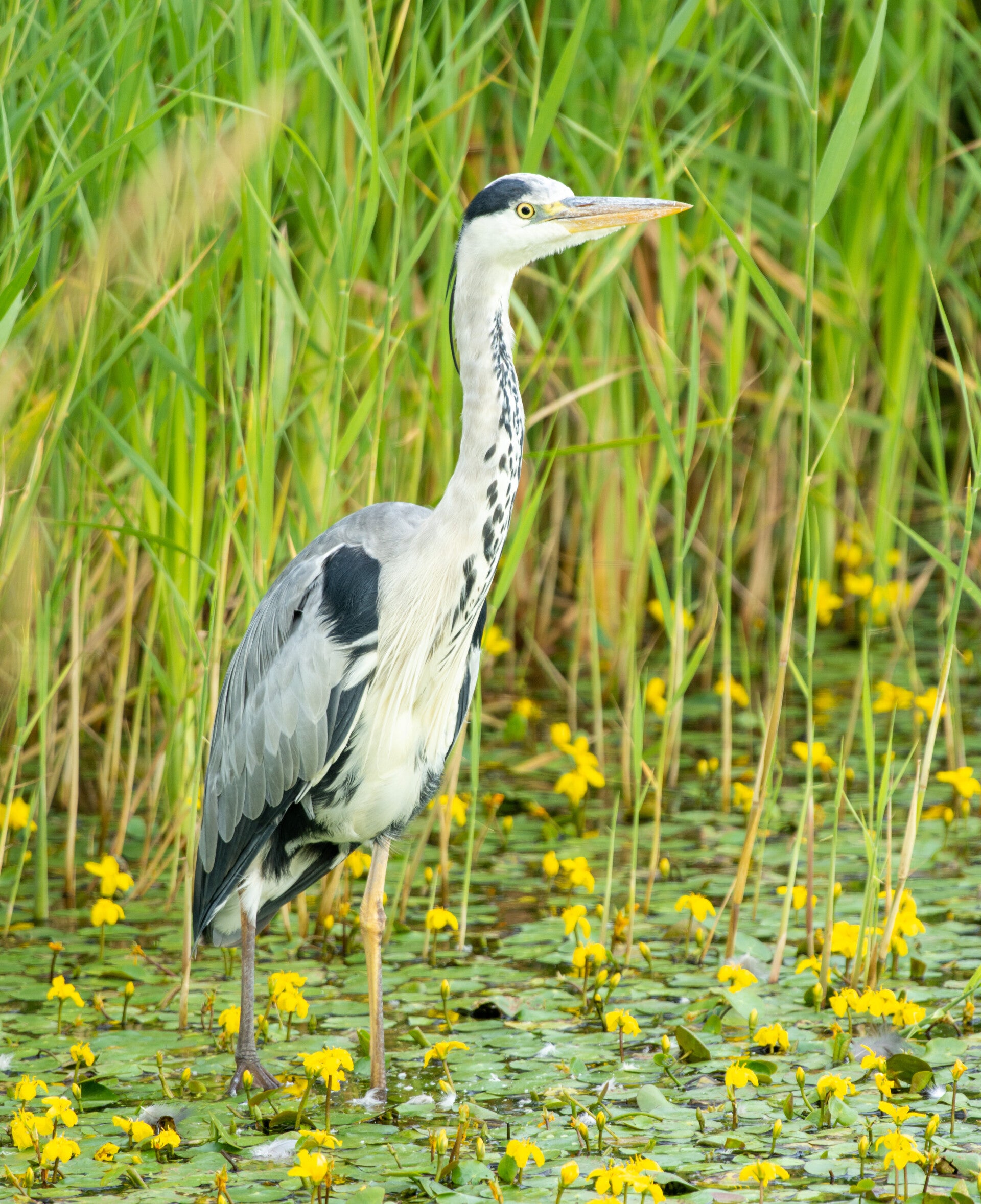 blauwe reiger