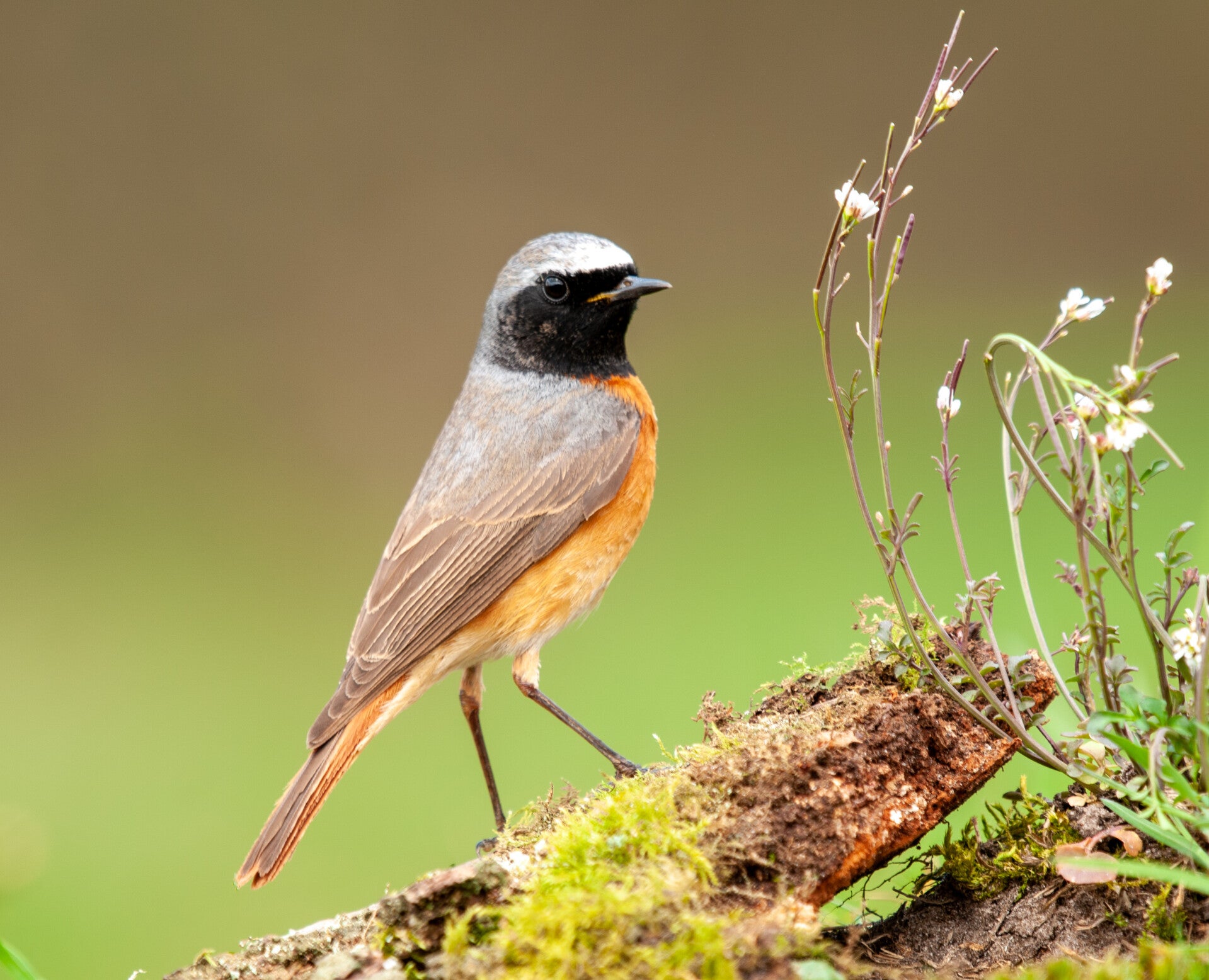 gekraagde roodstaart
