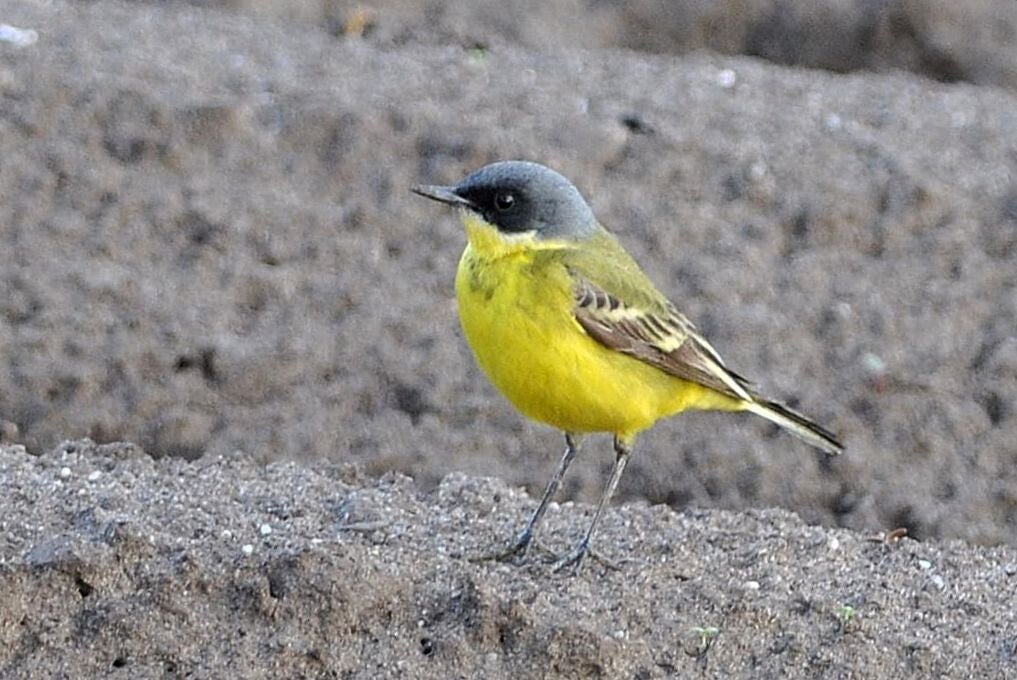 noordse gele kwikstaart