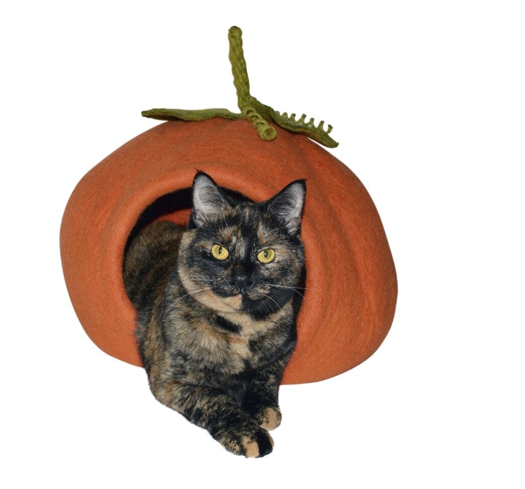 Dharma Karma Grot Pompoen