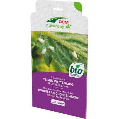 Roofmijten tegen spintmijt in de kas