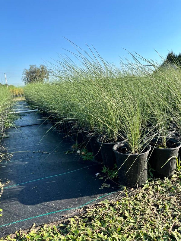 Muhly