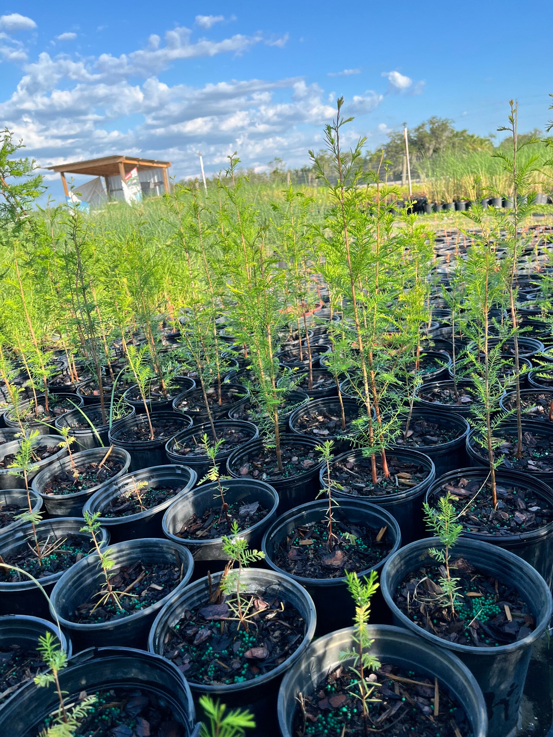 Bald Cypress