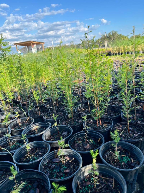 Bald Cypress