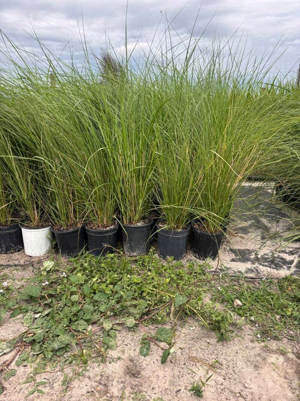 Spartina