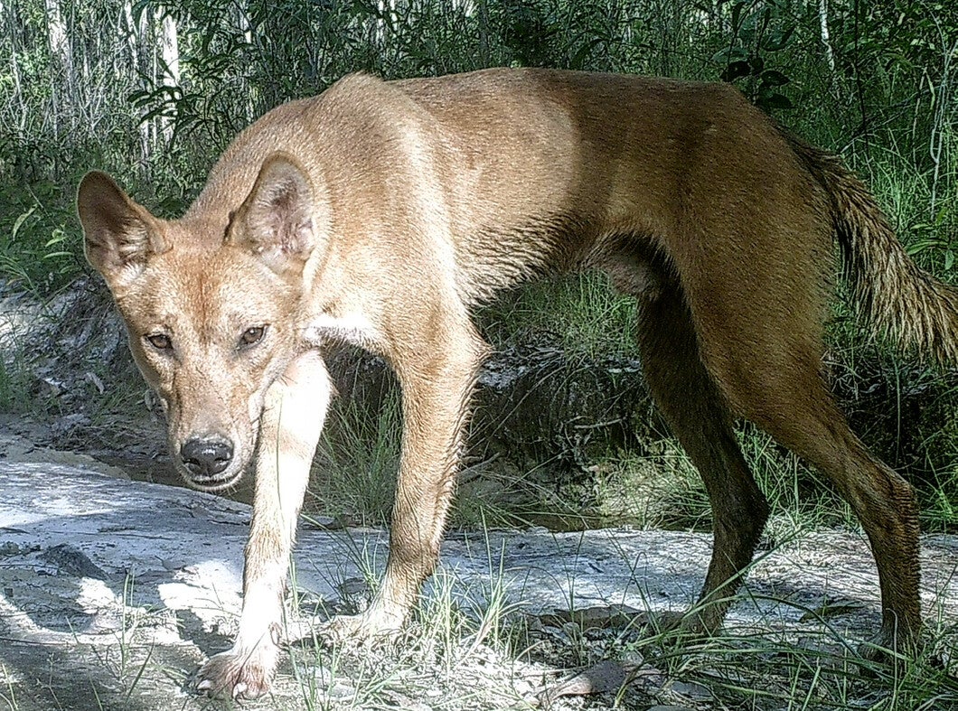 Dingo Incanada TROPICAL DINGOES by North & Far North Queensland Dingo protection group