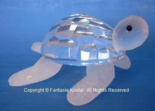 Waterschildpad