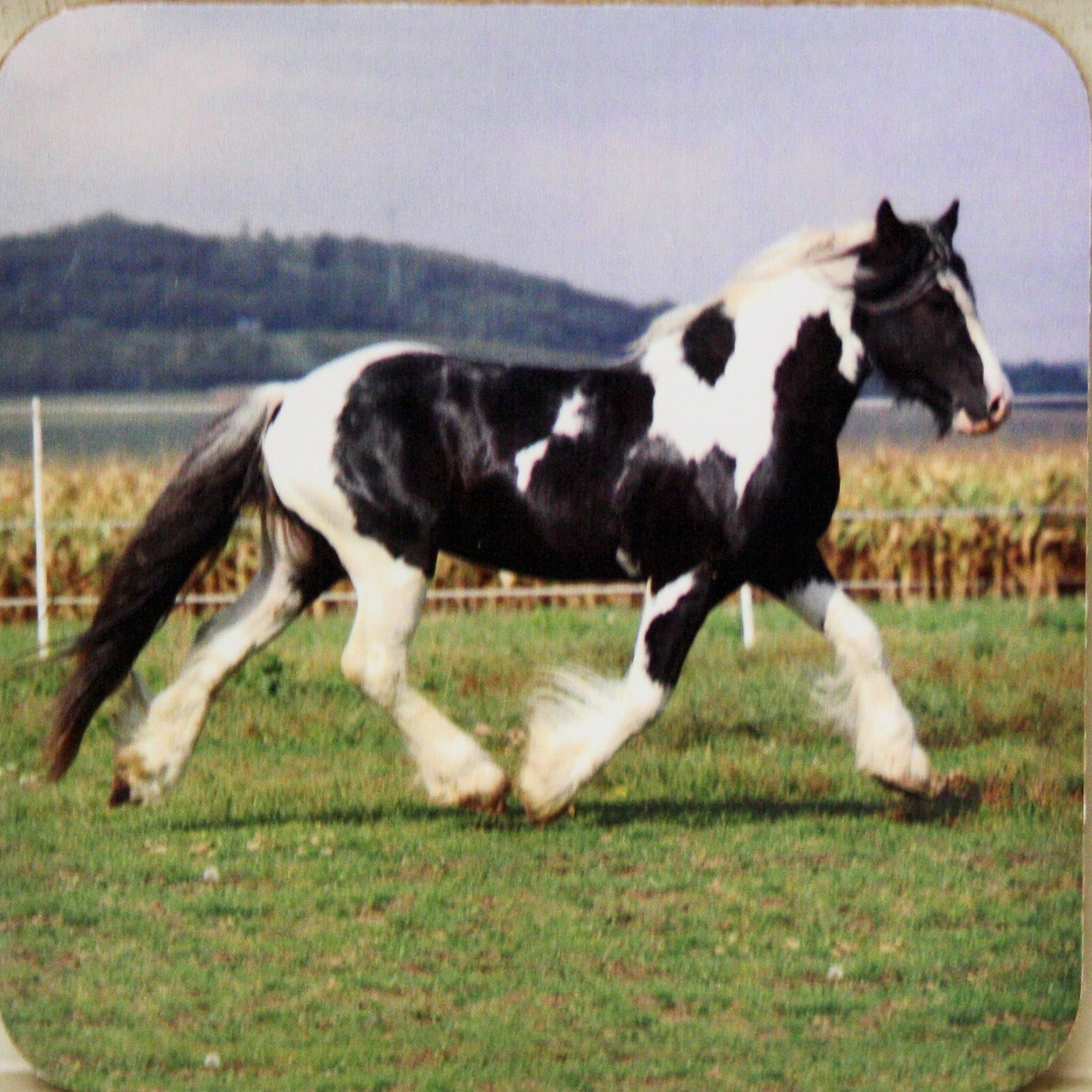 Paarden, 6 onderzetters