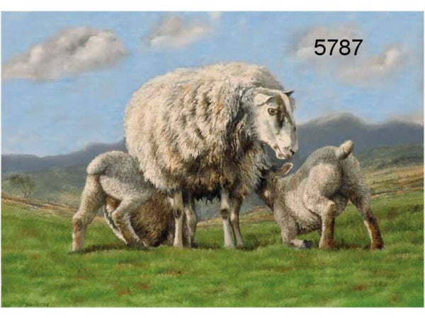 Schaap