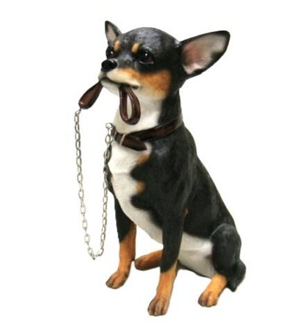Chihuahua met riem, Leonardo, 17 cm, donkerbruin