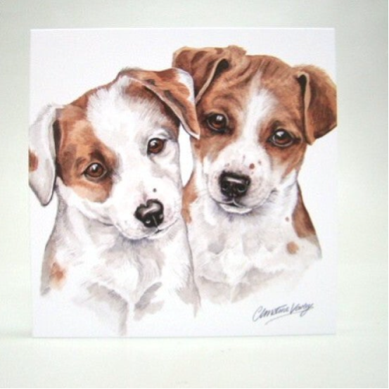 Jack Russell Terrier Puppies