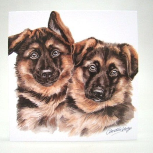 Duitse Herder Puppies