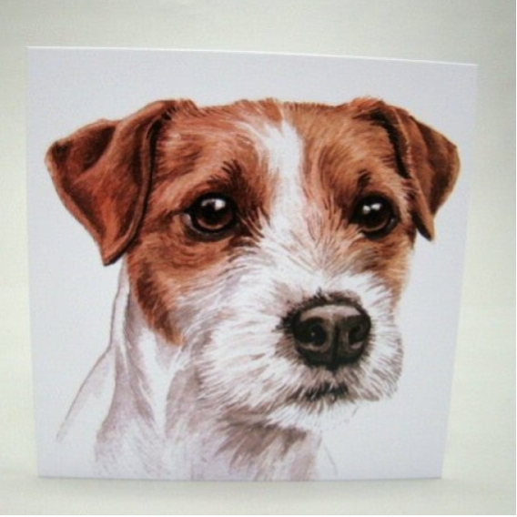 Jack Russell Terrier