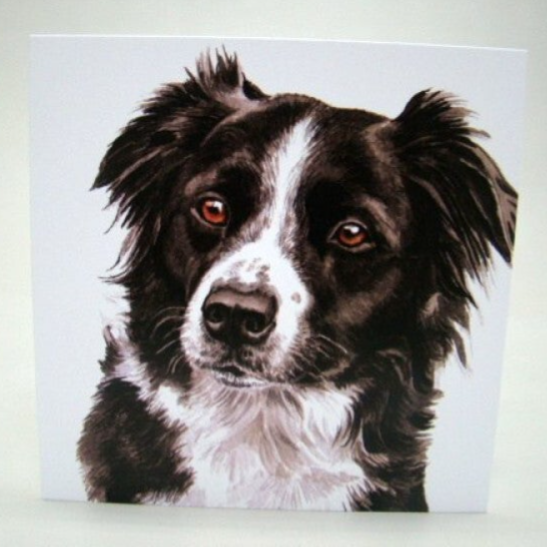 Border Collie