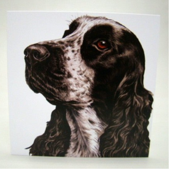 Cocker Spaniel