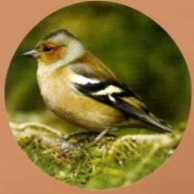 Vink