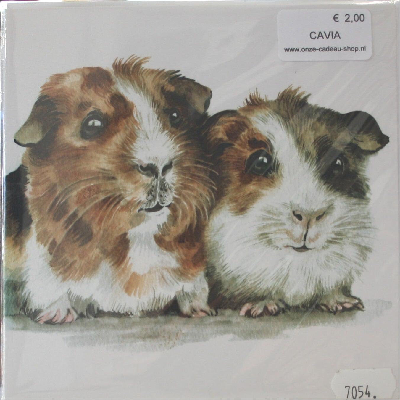 Cavia's