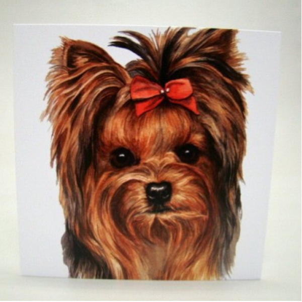 Yorkshire Terrier