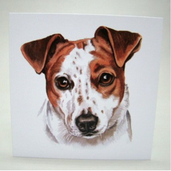 Jack Russell Terrier