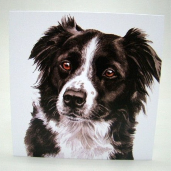 Border Collie