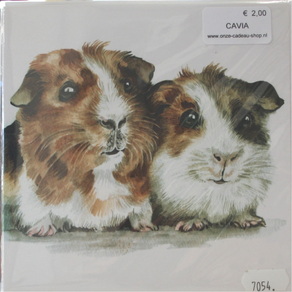 Cavia's