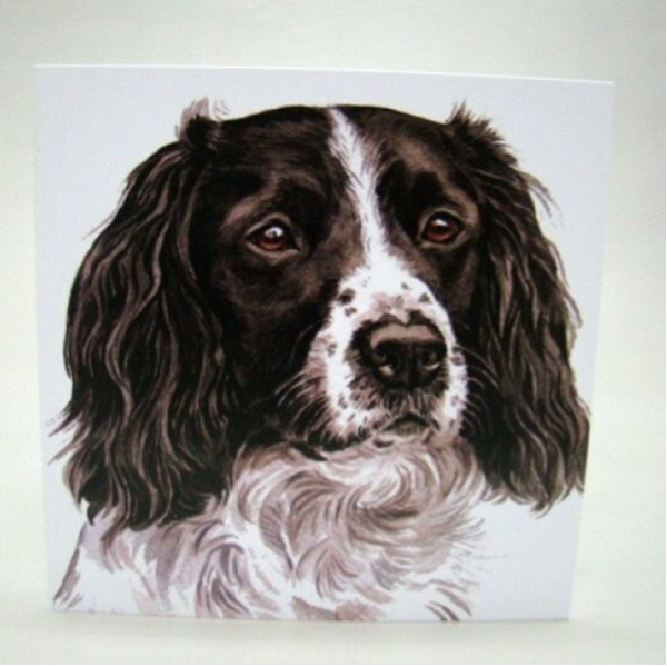 Springer Spaniel