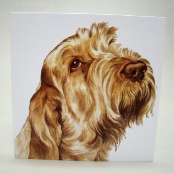 Spinone Italiano