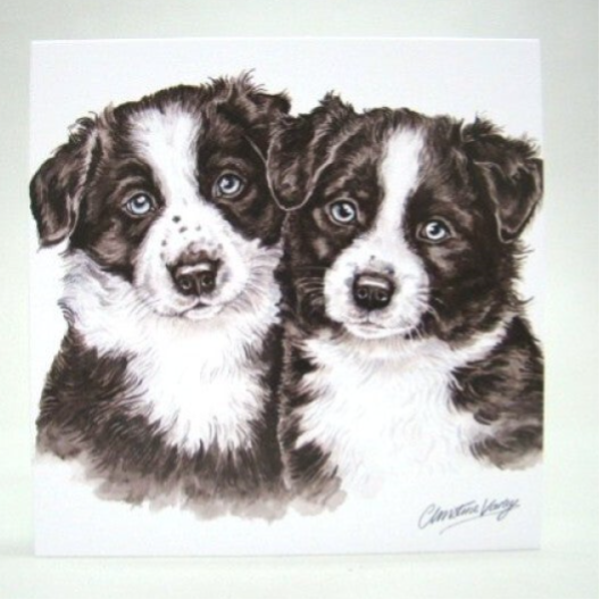 Border Collie Puppies