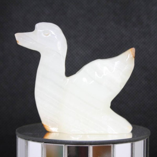 Zwaan