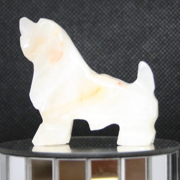 Cocker Spaniel m