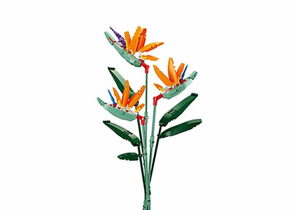 B1121C Strelitzia Reginae Aiton