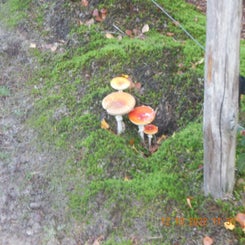 dscn5607jpg.jpg