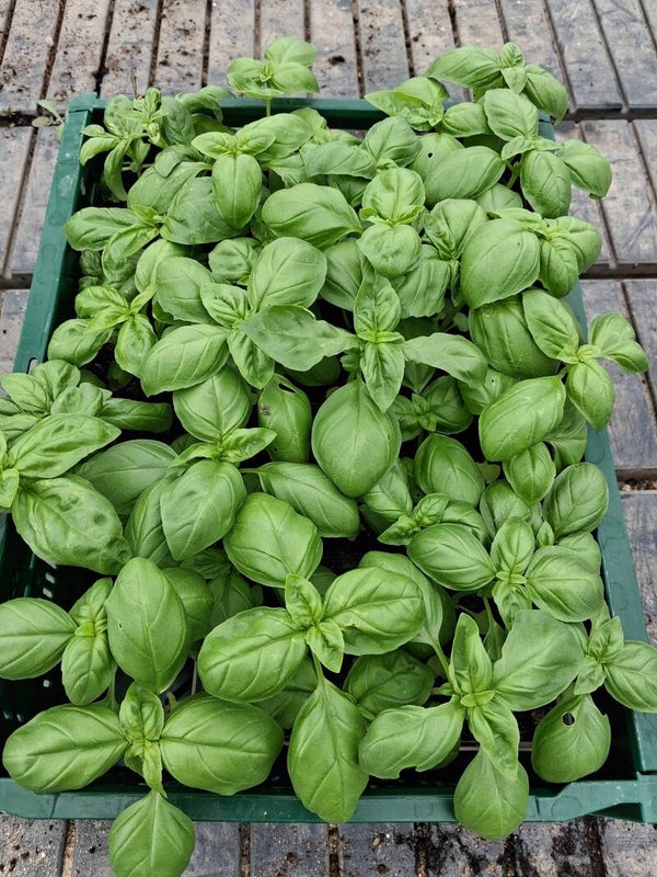 Basilicumplantje