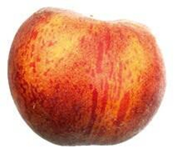 Nectarine