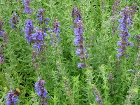 Bijenkruid