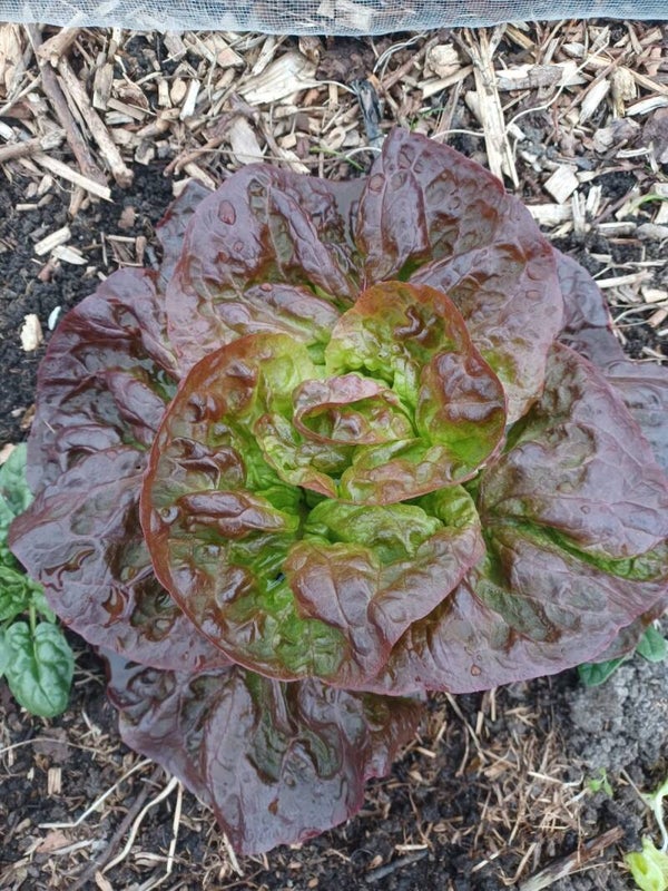 Kropsla rood