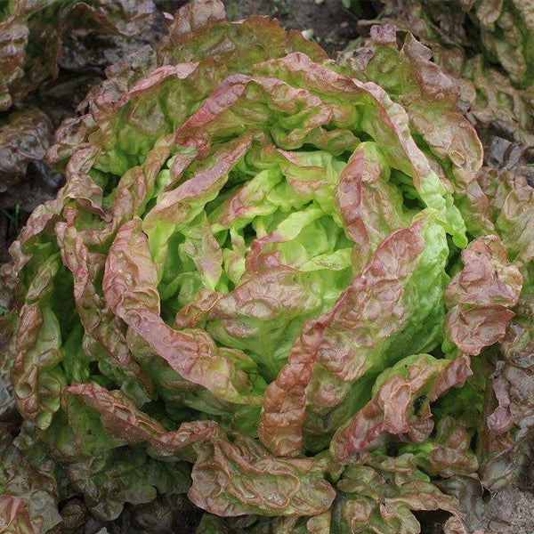 Kropsla 'Wonder der Vier Jaargetijden' van De Bolster