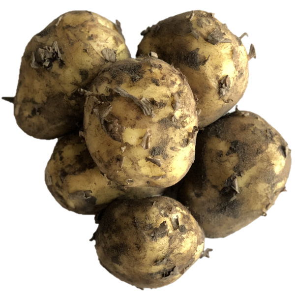 Nieuwe oogst vast kokende aardappels