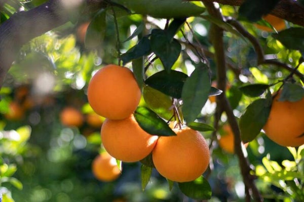 Perssinaasappels 10 kg