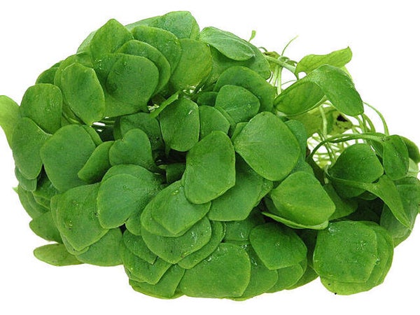 300 gram winterpostelein