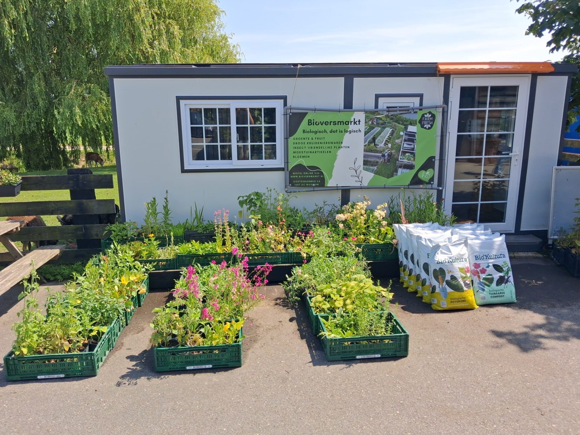 24 biologische plantjes