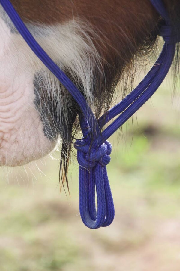 Sofort Kauf Pony|Pferd