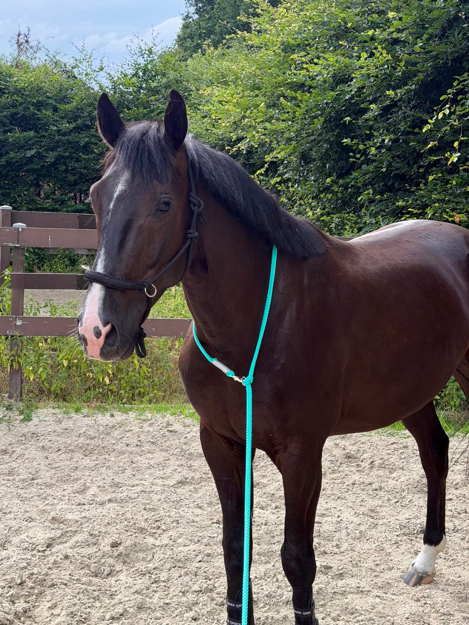 Bodenarbeitseil mit integriertem Halsring