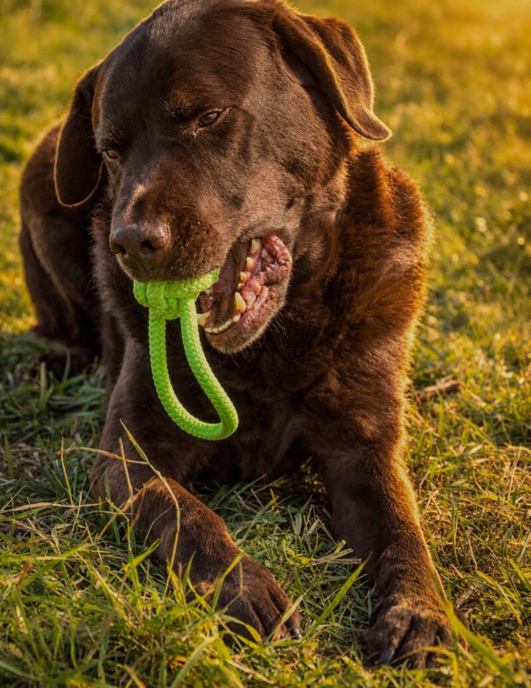 MYSTERY Hunde Bälle
